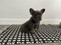 Sally , a female French Bulldog for sale in Shipshewana, IN – Photo 5 of 6