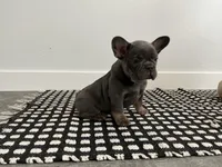 Sally , a female French Bulldog for sale in Shipshewana, IN – Photo 6 of 6