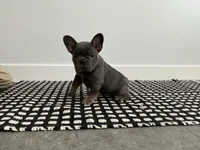 Sally , a female French Bulldog for sale in Shipshewana, IN – Photo 2 of 6