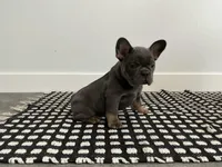 Sally , a female French Bulldog for sale in Shipshewana, IN – Photo 4 of 6