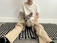 Bo, a male French Bulldog for sale in Shipshewana, IN – Photo 3 of 8