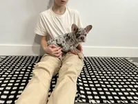 Bo, a male French Bulldog for sale in Shipshewana, IN – Photo 5 of 8