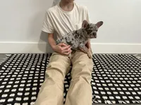 Bo, a male French Bulldog for sale in Shipshewana, IN – Photo 6 of 8