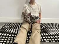 Bo, a male French Bulldog for sale in Shipshewana, IN – Photo 2 of 8