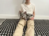 Bo, a male French Bulldog for sale in Shipshewana, IN – Photo 8 of 8