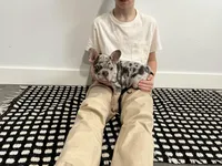 Bo, a male French Bulldog for sale in Shipshewana, IN – Photo 7 of 8