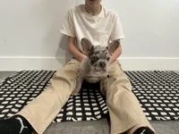 Bo, a male French Bulldog for sale in Shipshewana, IN – Photo 4 of 8