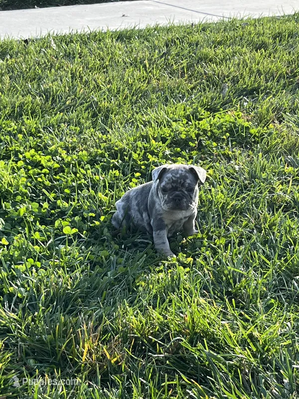 Lindy  – French Bulldog puppy for sale in Shipshewana, IN
