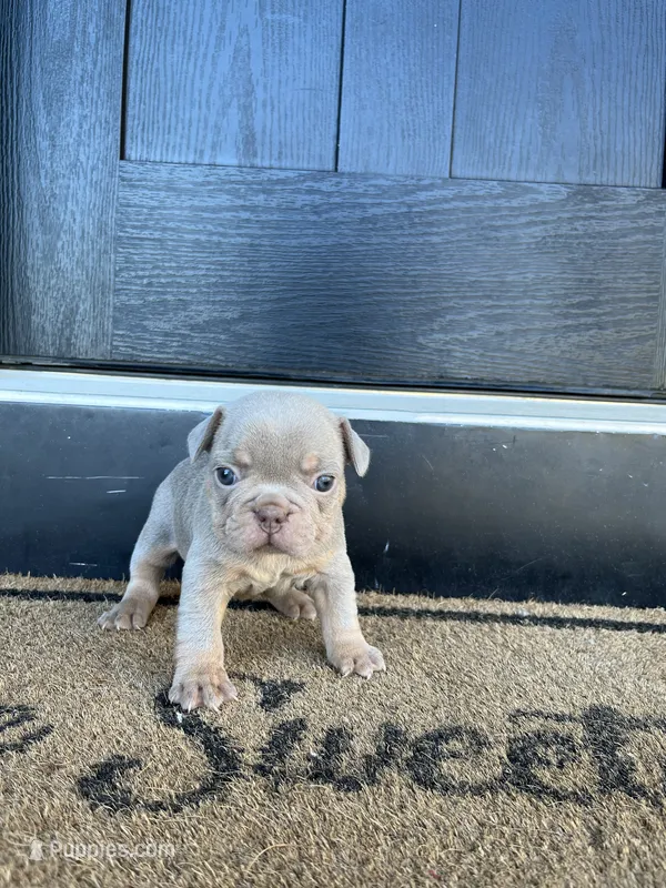 Greta – French Bulldog puppy for sale in Shipshewana, IN