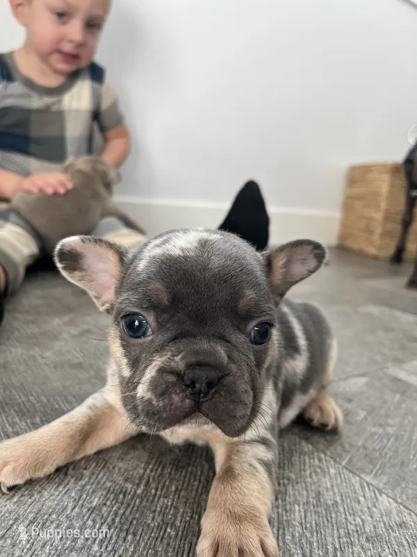 Dakota – French Bulldog puppy for sale in Shipshewana, IN
