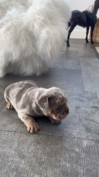 Marshal , a male French Bulldog for sale in Shipshewana, IN – 7 of 8