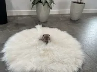 Parker, a male French Bulldog for sale in Shipshewana, IN – 1 of 5