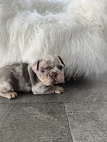 Marshal , a male French Bulldog for sale in Shipshewana, IN – 6 of 8