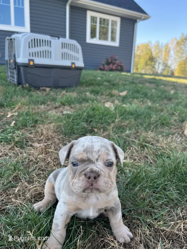 Marshal  – French Bulldog puppy for sale in Shipshewana, IN
