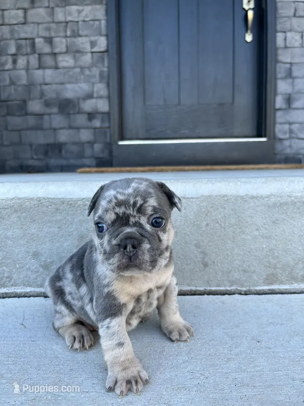 Lindy  – French Bulldog puppy for sale in Shipshewana, IN