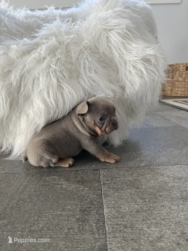 Parker – French Bulldog puppy for sale in Shipshewana, IN