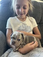Marshal , a male French Bulldog for sale in Shipshewana, IN – 5 of 8