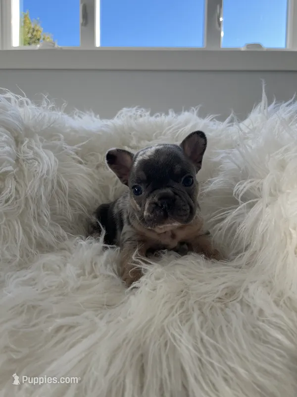 Dakota – French Bulldog puppy for sale in Shipshewana, IN