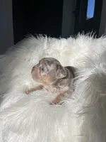 Marshal , a male French Bulldog for sale in Shipshewana, IN – 3 of 8
