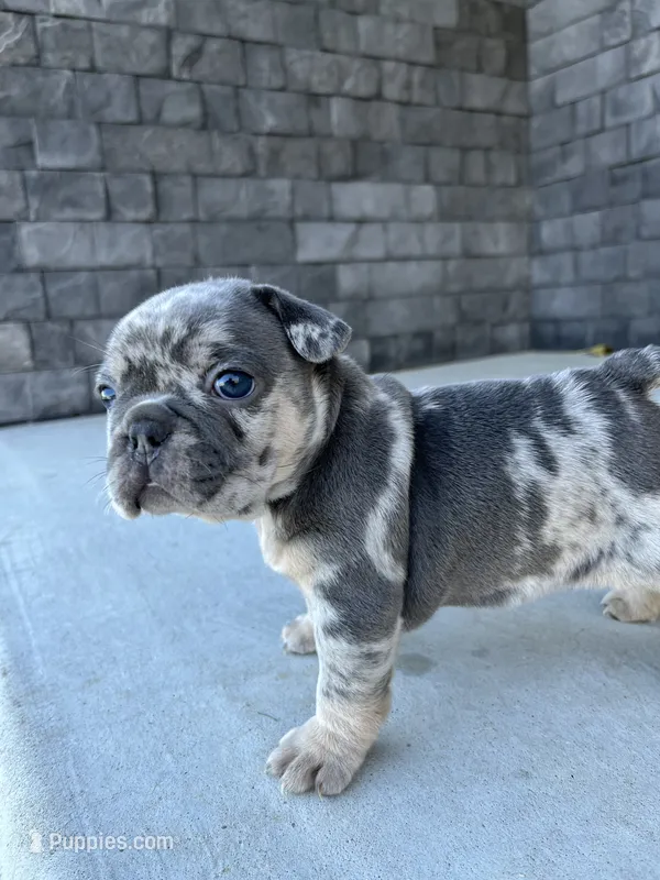 Lindy  – French Bulldog puppy for sale in Shipshewana, IN