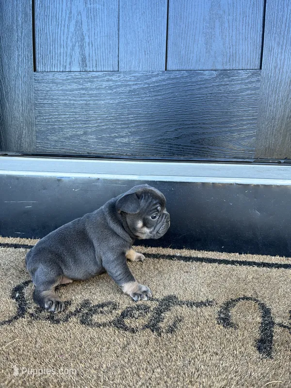 Shadow – French Bulldog puppy for sale in Shipshewana, IN