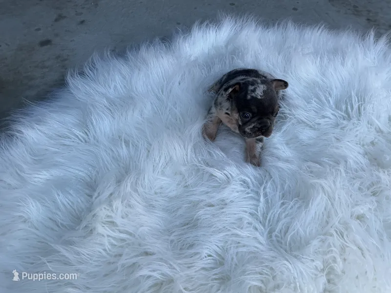 Dakota – French Bulldog puppy for sale in Shipshewana, IN