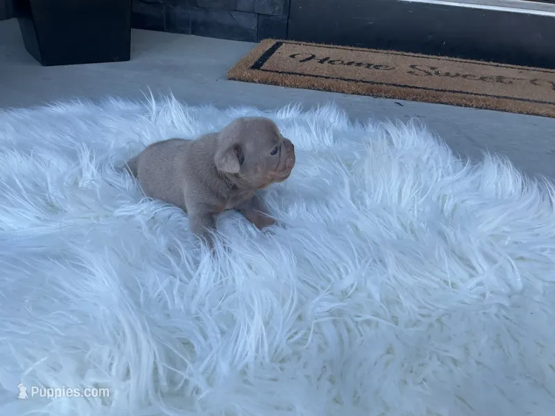 Greta – French Bulldog puppy for sale in Shipshewana, IN
