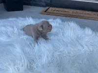 Greta, a female French Bulldog for sale in Shipshewana, IN – 1 of 5