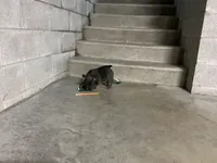 Ruby , a female French Bulldog for sale in Shipshewana, IN – Photo 5 of 9