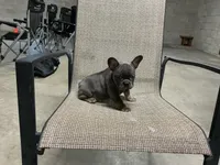 Ruby , a female French Bulldog for sale in Shipshewana, IN – Photo 6 of 9