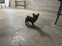 Ruby , a female French Bulldog for sale in Shipshewana, IN – Photo 9 of 9
