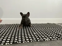 Ruby , a female French Bulldog for sale in Shipshewana, IN – Photo 3 of 9
