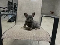 Ruby , a female French Bulldog for sale in Shipshewana, IN – Photo 1 of 9
