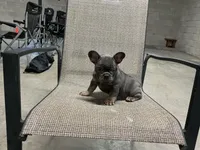 Ruby , a female French Bulldog for sale in Shipshewana, IN – Photo 7 of 9