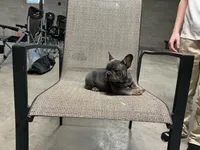 Ruby , a female French Bulldog for sale in Shipshewana, IN – Photo 4 of 9