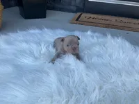 Greta, a female French Bulldog for sale in Shipshewana, IN – 4 of 5