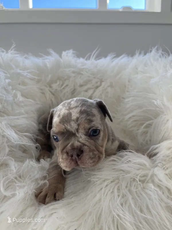 Marshal  – French Bulldog puppy for sale in Shipshewana, IN