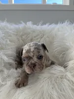 Marshal , a male French Bulldog for sale in Shipshewana, IN – 1 of 8