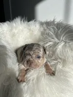 Marshal , a male French Bulldog for sale in Shipshewana, IN – 2 of 8