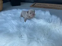 Greta, a female French Bulldog for sale in Shipshewana, IN – 2 of 5