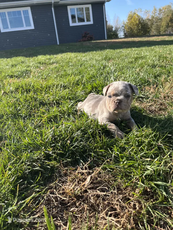 Marshal  – French Bulldog puppy for sale in Shipshewana, IN