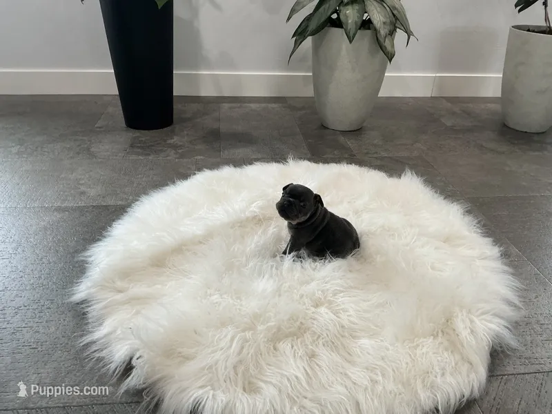 Shadow – French Bulldog puppy for sale in Shipshewana, IN