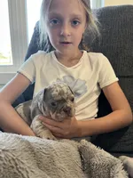 Marshal , a male French Bulldog for sale in Shipshewana, IN – 4 of 8
