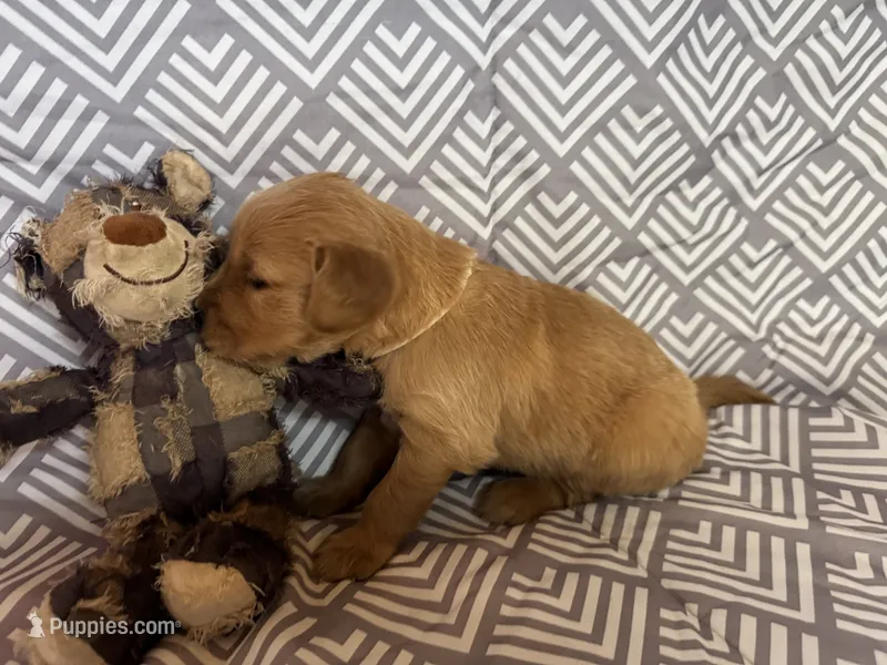 White – Golden Retriever puppy for sale in Buckeye, AZ