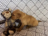 White, a female Golden Retriever for sale in Buckeye, AZ – 1 of 3