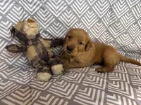 Maroo, a male Golden Retriever for sale in Buckeye, AZ – 3 of 3