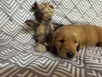 Black Boy, a male Golden Retriever for sale in Buckeye, AZ – 4 of 8