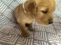 White, a female Golden Retriever for sale in Buckeye, AZ – 2 of 3