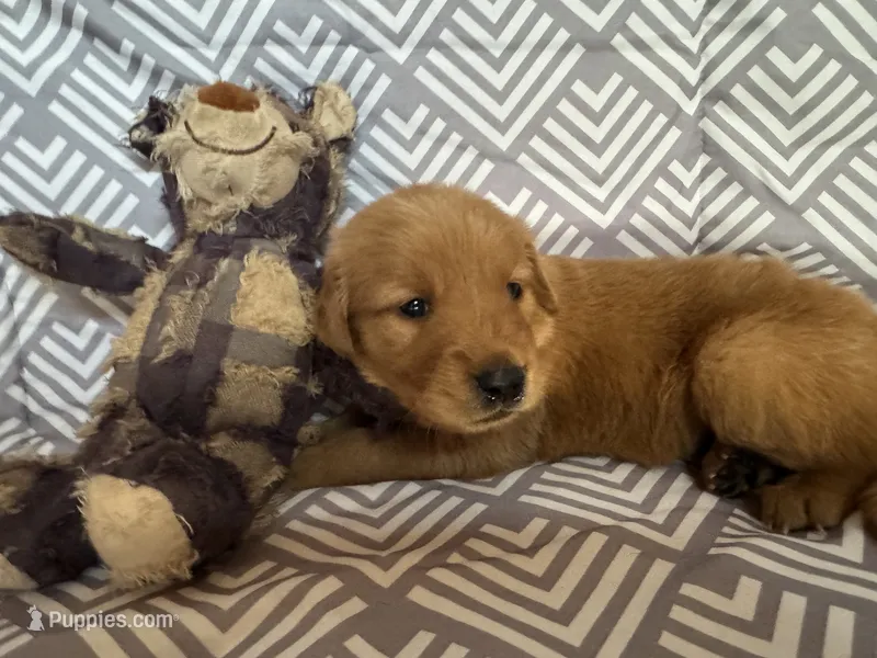 Yellow – Golden Retriever puppy for sale in Buckeye, AZ