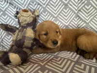 Yellow, a female Golden Retriever for sale in Buckeye, AZ – 1 of 3